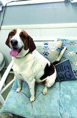 Snickers is a 3-year-old treeing walking coonhound. He is potty trained and in need of more space.